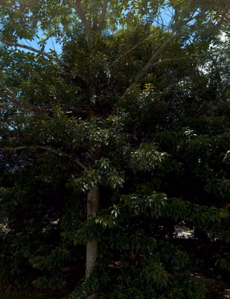 tree photo