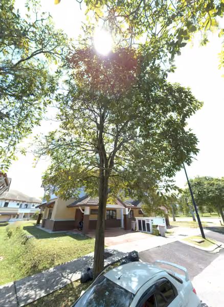 tree photo