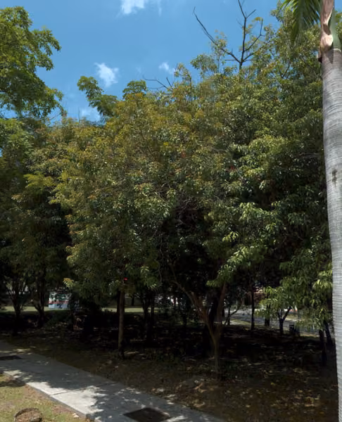 tree photo
