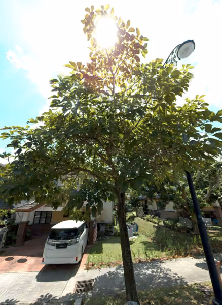 tree photo