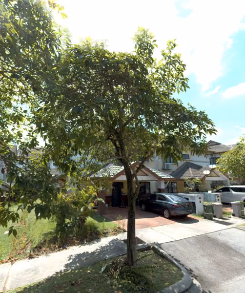 tree photo