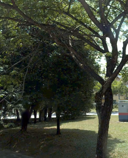 tree photo