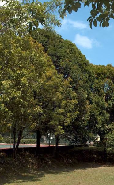 tree photo