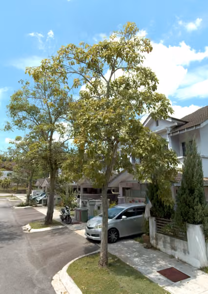 tree photo