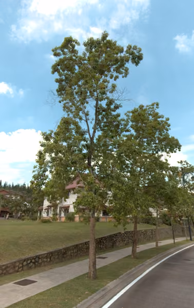 tree photo