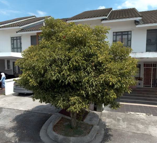 tree photo