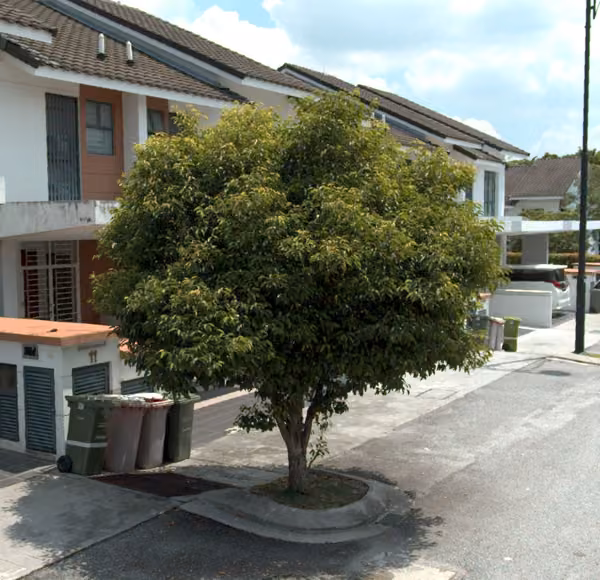 tree photo