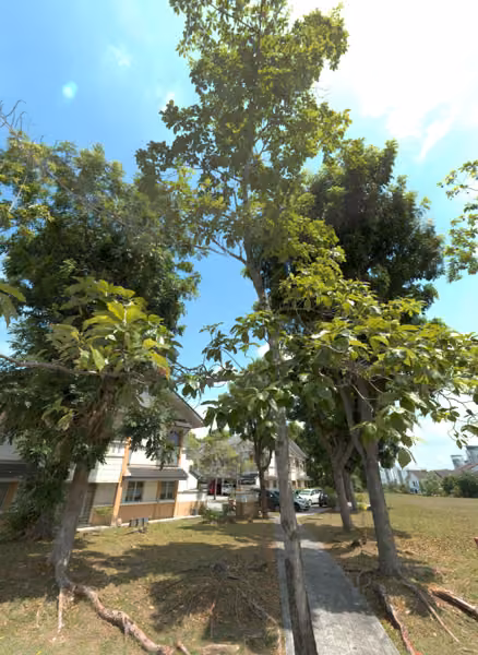 tree photo