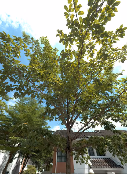 tree photo