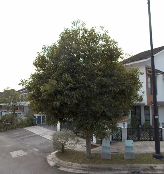 tree photo