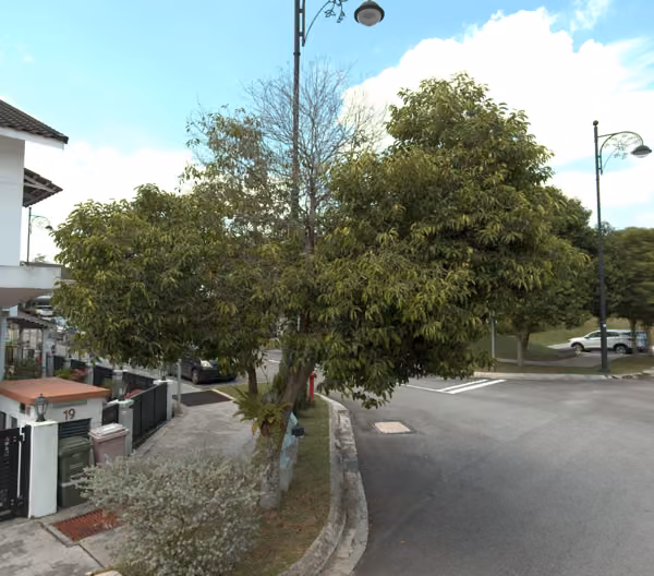 tree photo