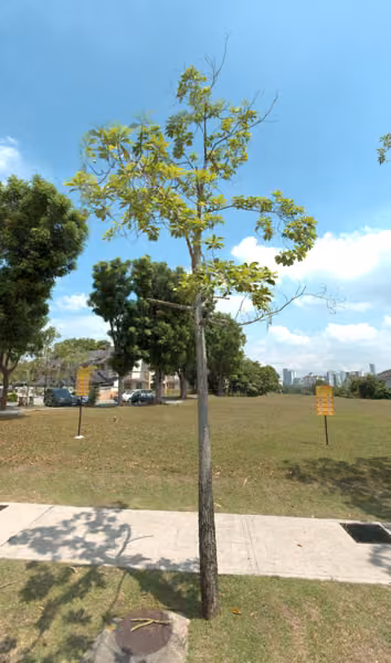 tree photo