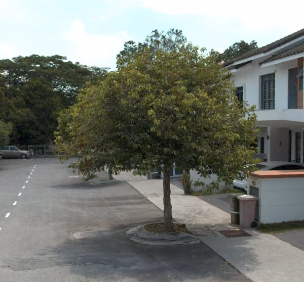 tree photo