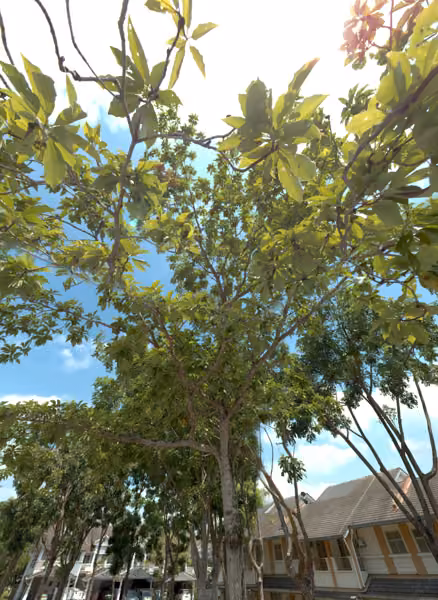 tree photo