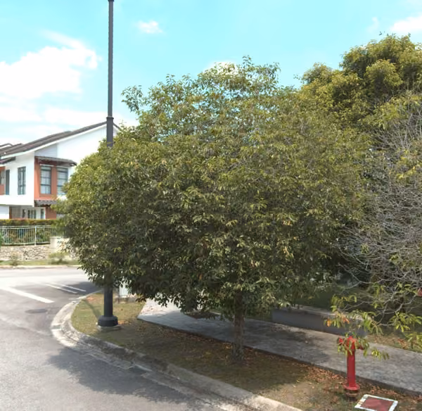 tree photo