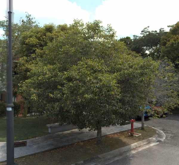 tree photo