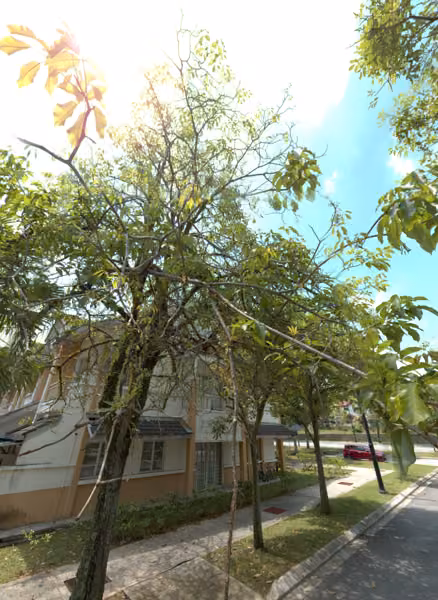 tree photo