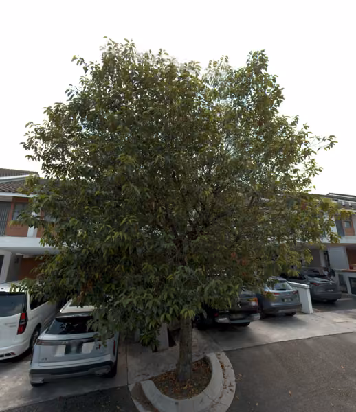 tree photo