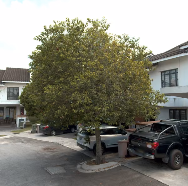 tree photo