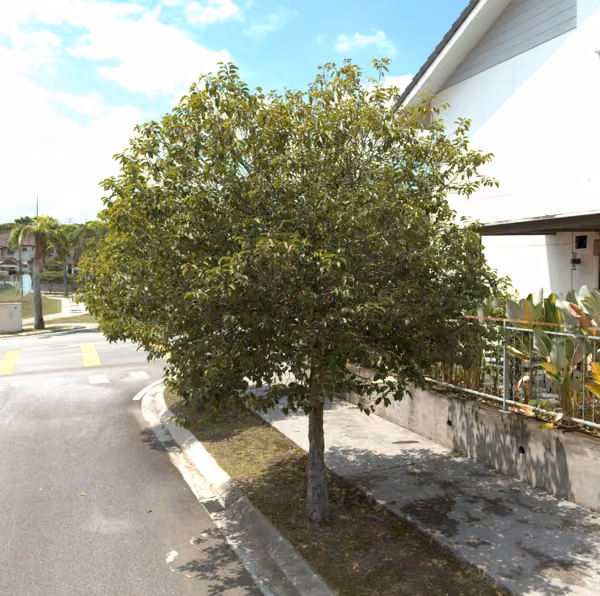 tree photo