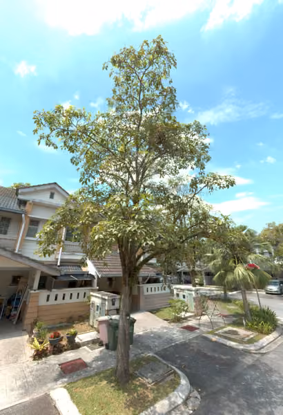 tree photo