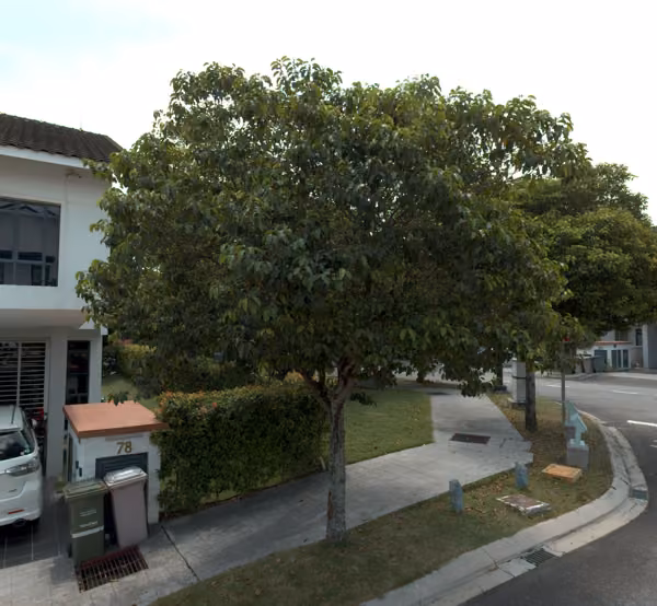 tree photo