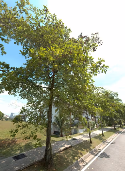 tree photo
