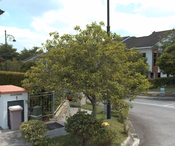 tree photo