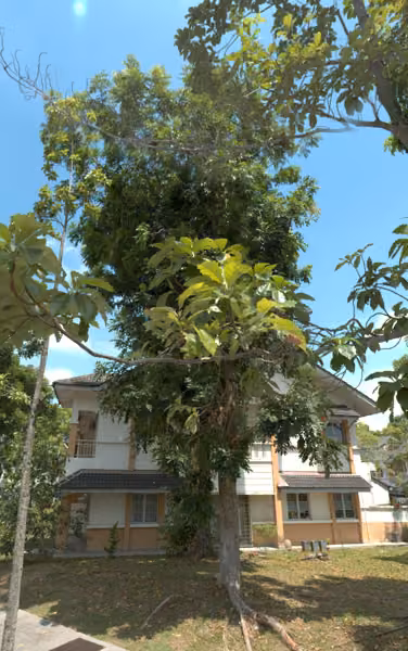 tree photo
