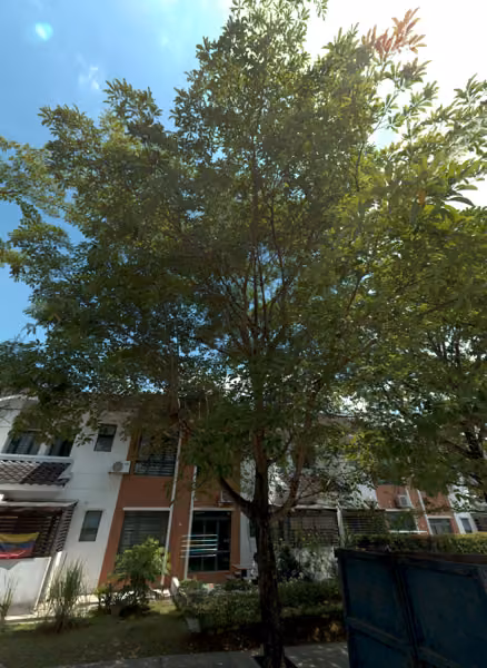 tree photo