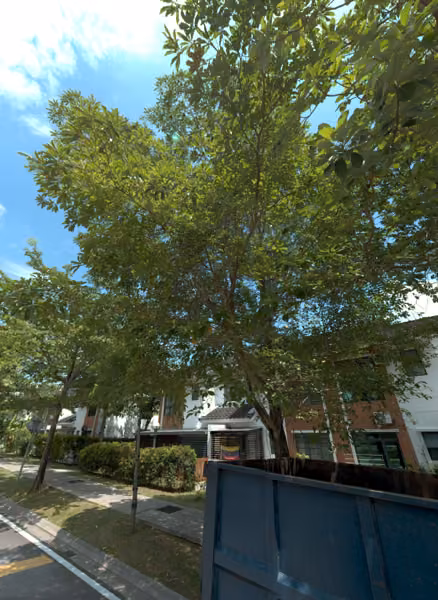 tree photo