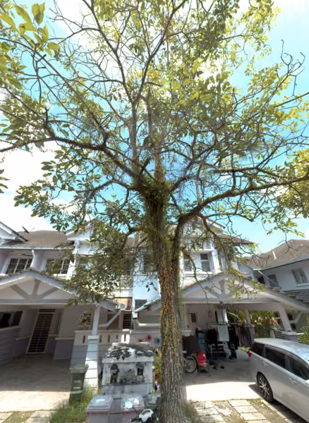 tree photo