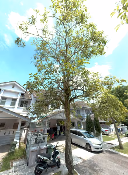 tree photo