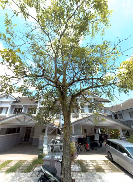 tree photo