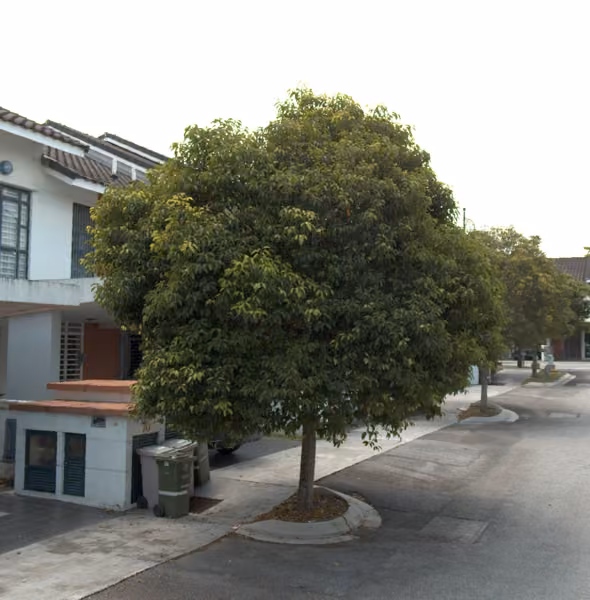 tree photo