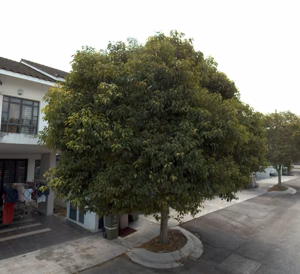 tree photo