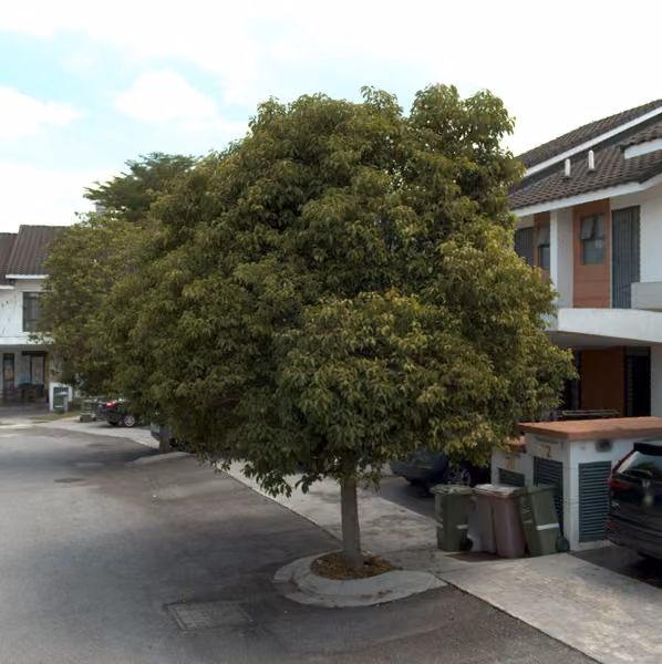 tree photo