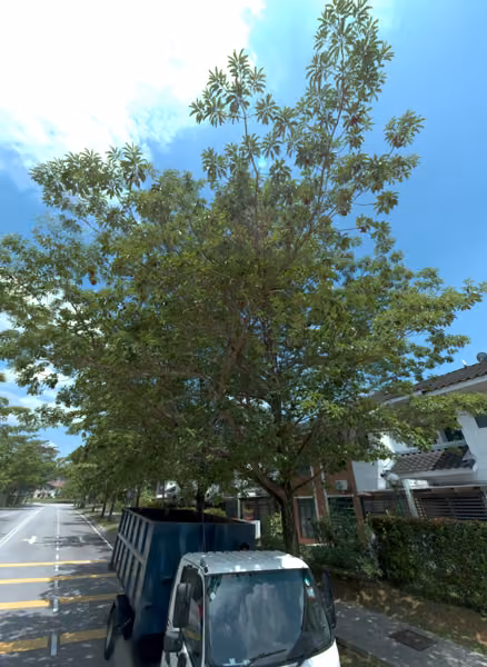 tree photo