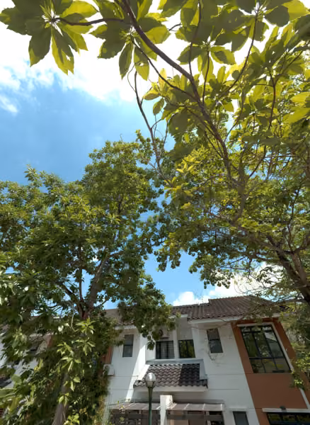 tree photo