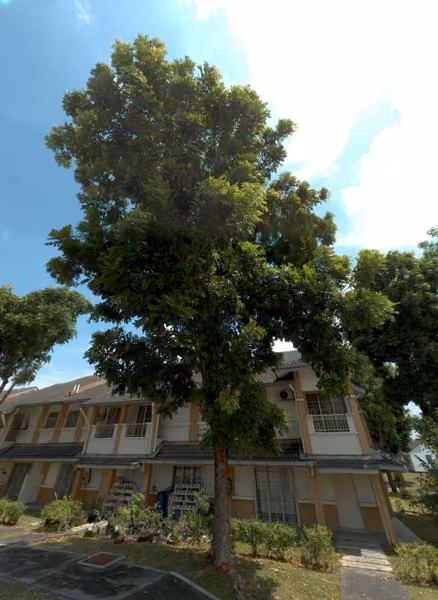 tree photo