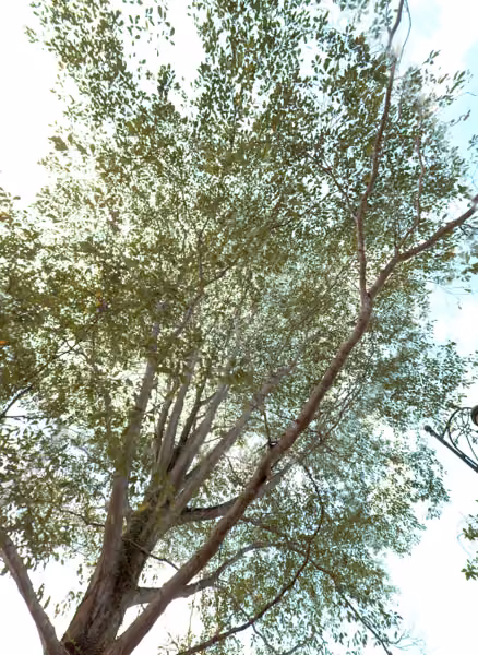 tree photo