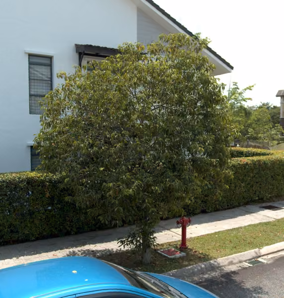tree photo