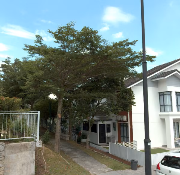 tree photo