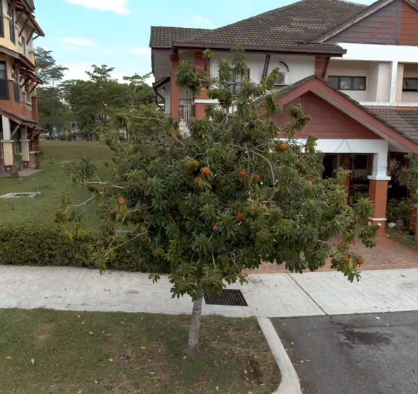 tree photo