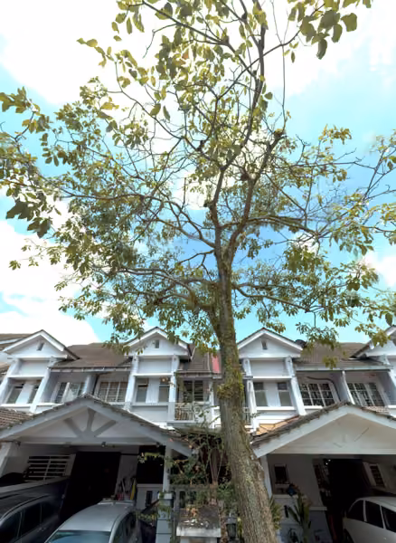 tree photo