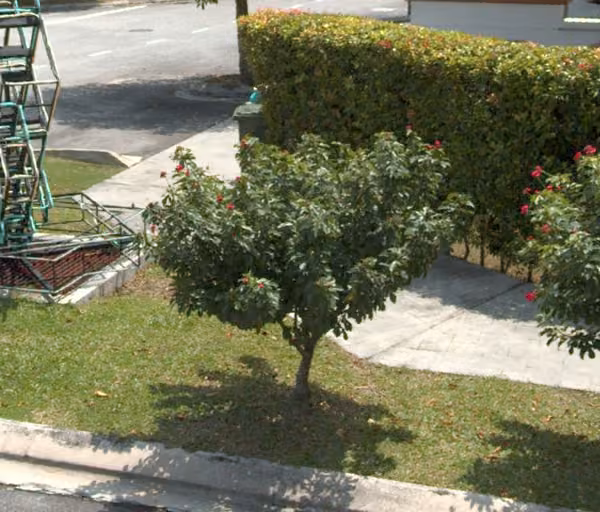 tree photo