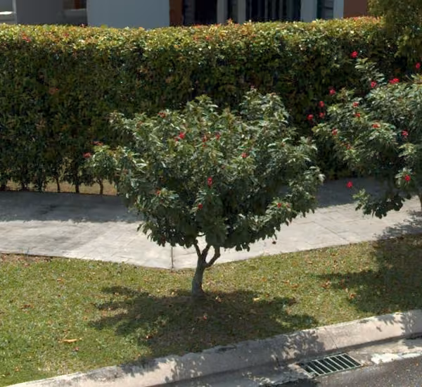 tree photo