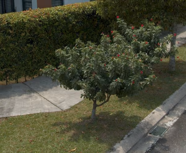 tree photo
