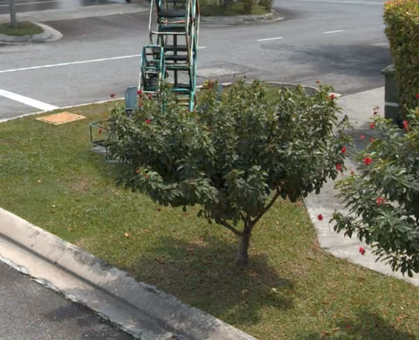 tree photo