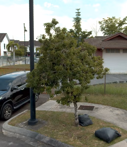 tree photo
